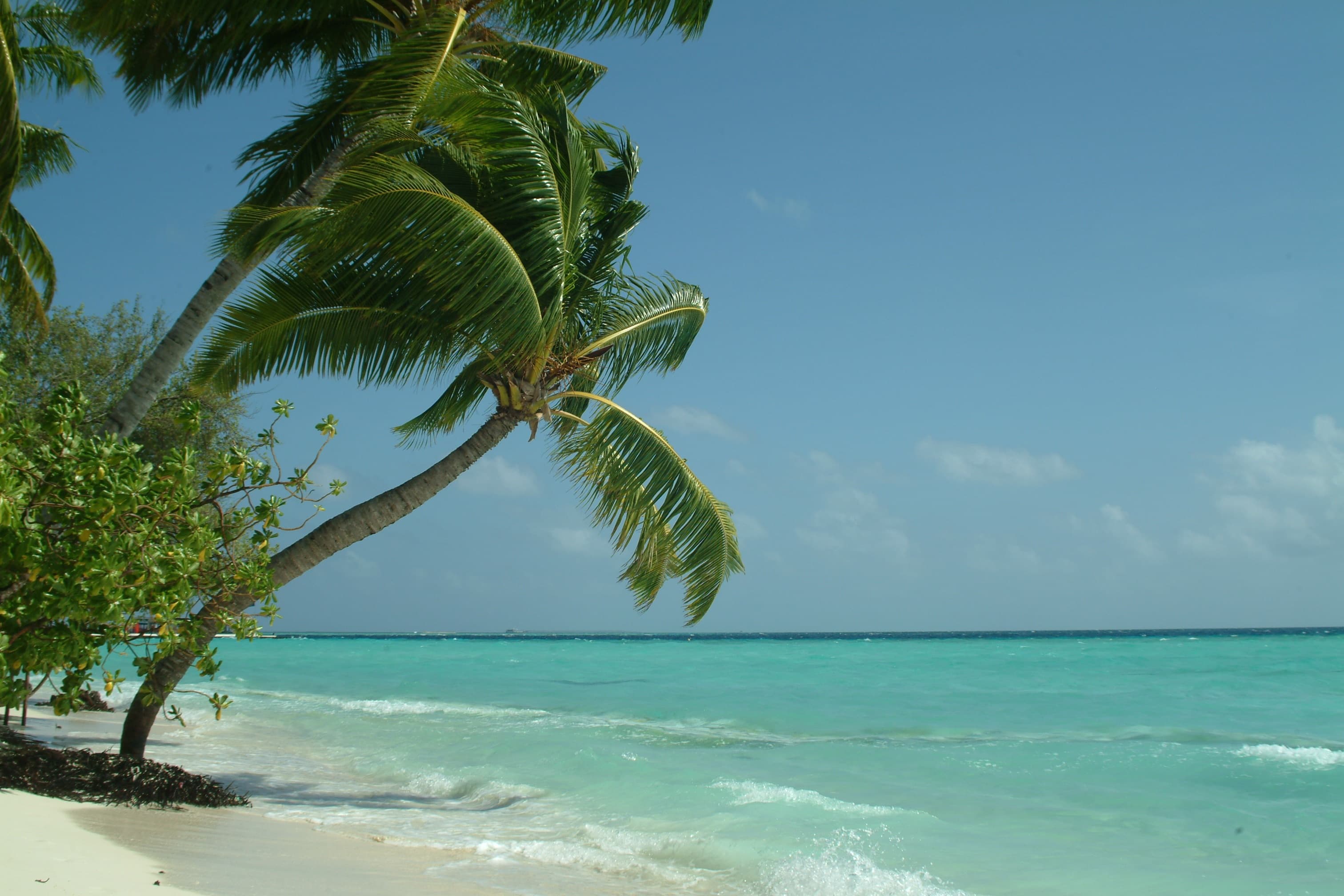 Coconut palm tree leaning over a Maldives beach and turquoise sea